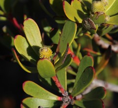 Leucadendron muirii