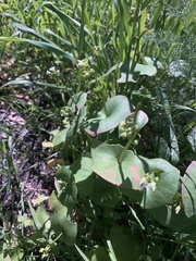 Claytonia perfoliata