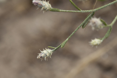 Centaurea virgata squarrosa