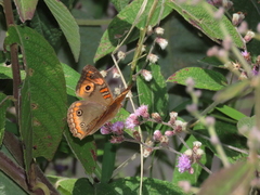 Junonia evarete