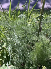 Foeniculum vulgare
