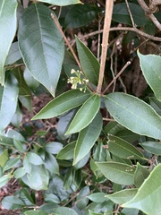 Osmanthus
