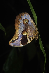 Catoblepia orgetorix