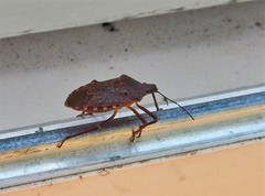 Apodiphus integriceps