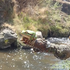 Hyla plicata