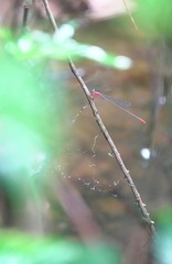 Teinobasis ruficollis