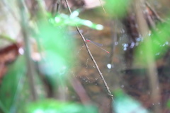 Teinobasis ruficollis