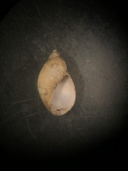 Pseudosuccinea columella