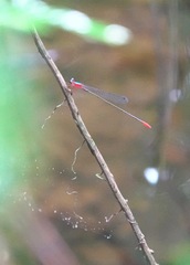 Teinobasis ruficollis