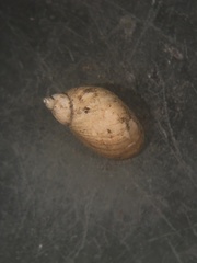 Pseudosuccinea columella