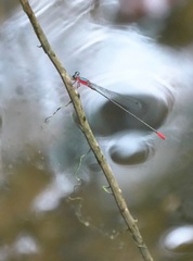 Teinobasis ruficollis