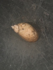 Pseudosuccinea columella