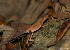 Agasthyagama beddomei