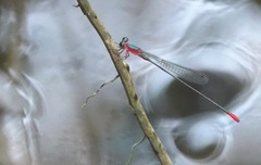 Teinobasis ruficollis