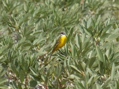 Motacilla flava iberiae