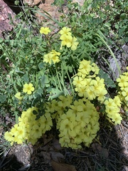 Oxalis pes-caprae