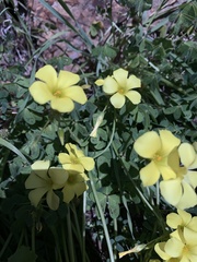 Oxalis pes-caprae