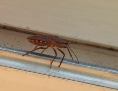 Apodiphus integriceps