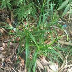 Scleria terrestris