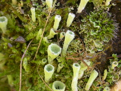 Cladonia humilis