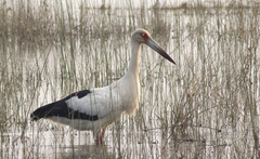 Maguari Stork photo 5