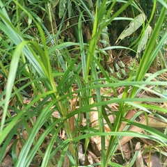 Scleria terrestris