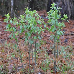 Baptisia nuttalliana