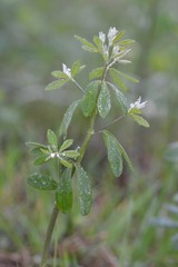 Baptisia nuttalliana