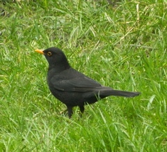 Turdus merula