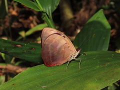 Catonephele numilia esite