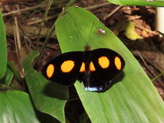 Catonephele numilia esite