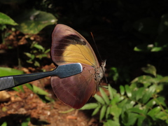 Catonephele numilia esite