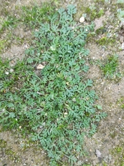 Soliva stolonifera