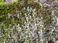 Cladonia humilis