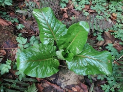 Cardiocrinum giganteum