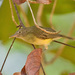 Green-backed Honeyeater - Photo (c) Tony Morris, some rights reserved (CC BY-NC)