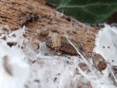 Porcellio monticola