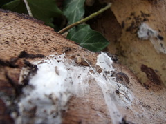 Porcellio monticola