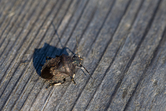 Rhacognathus punctatus