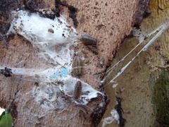 Porcellio monticola