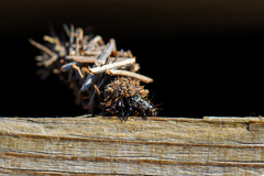 Phalacropterix graslinella