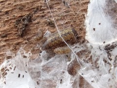 Porcellio monticola