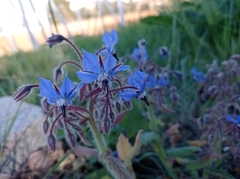 Borago officinalis