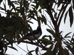 Cyanocorax cristatellus