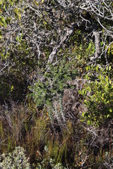 Asparagus mariae