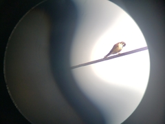Falco sparverius