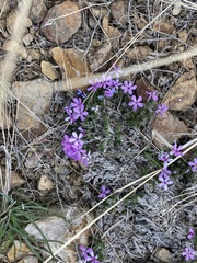 Phlox douglasii