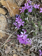 Phlox douglasii