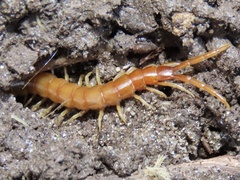 Scolopocryptops peregrinator