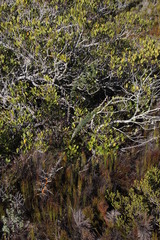 Asparagus mariae
